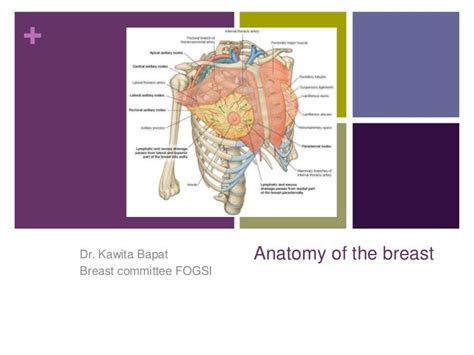 pic of boobs|Breast Pictures, Anatomy & Anatomy 